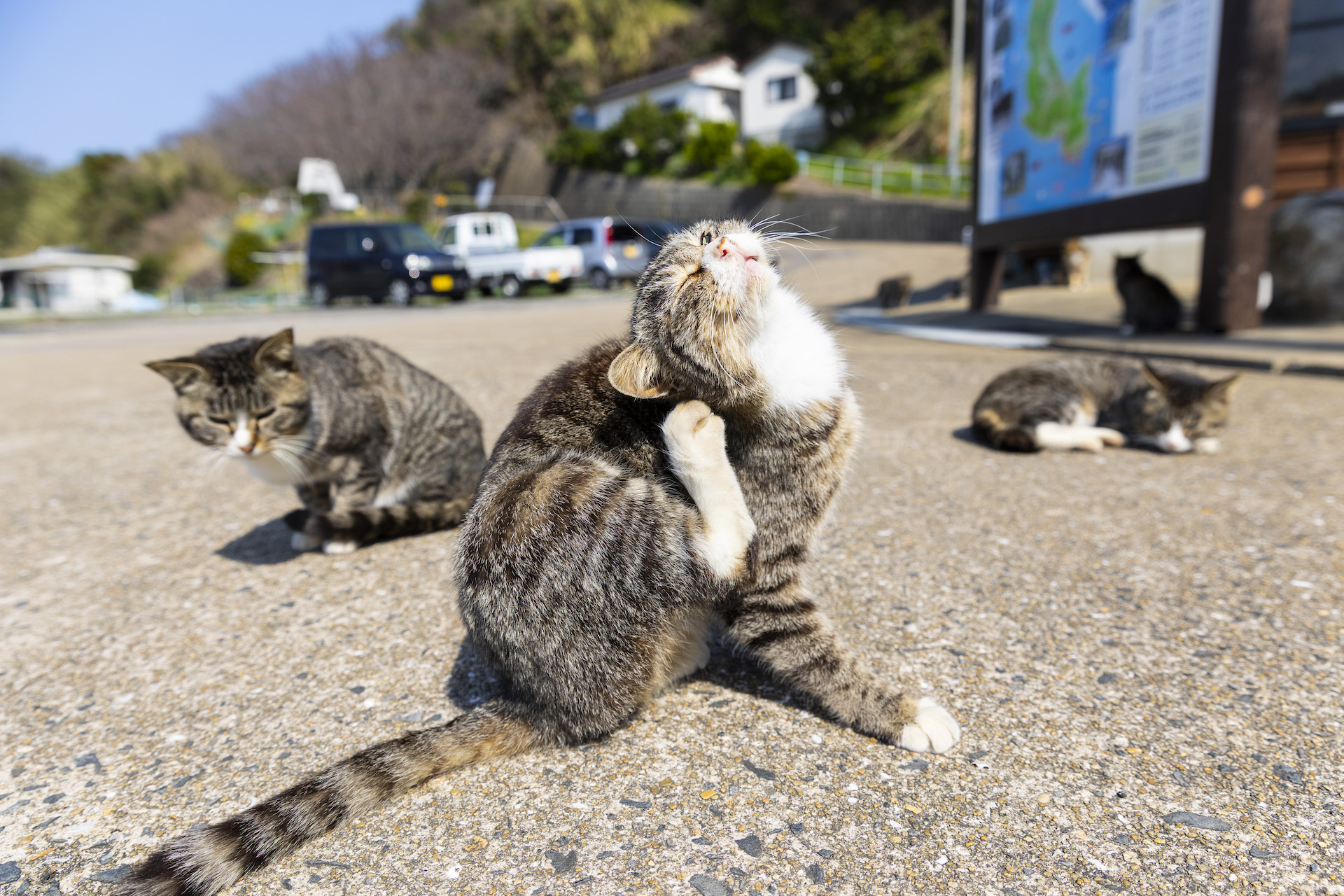 加唐島にいる猫たち