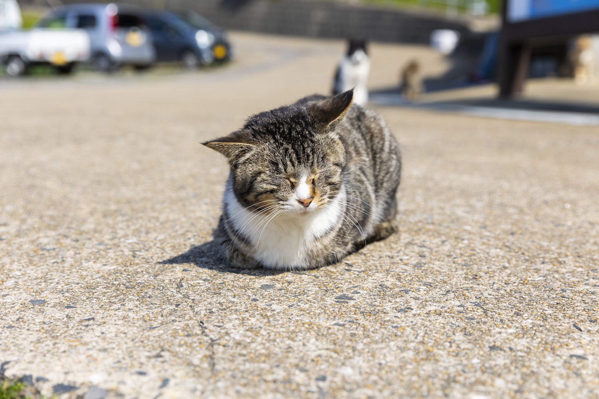 加唐島にいる猫たち