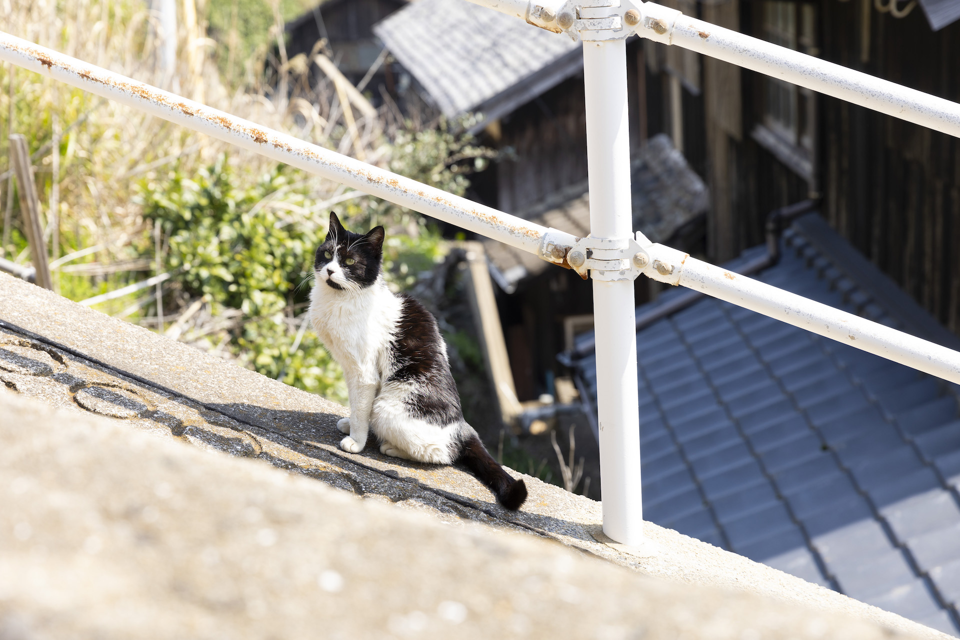 加唐島にいる猫たち