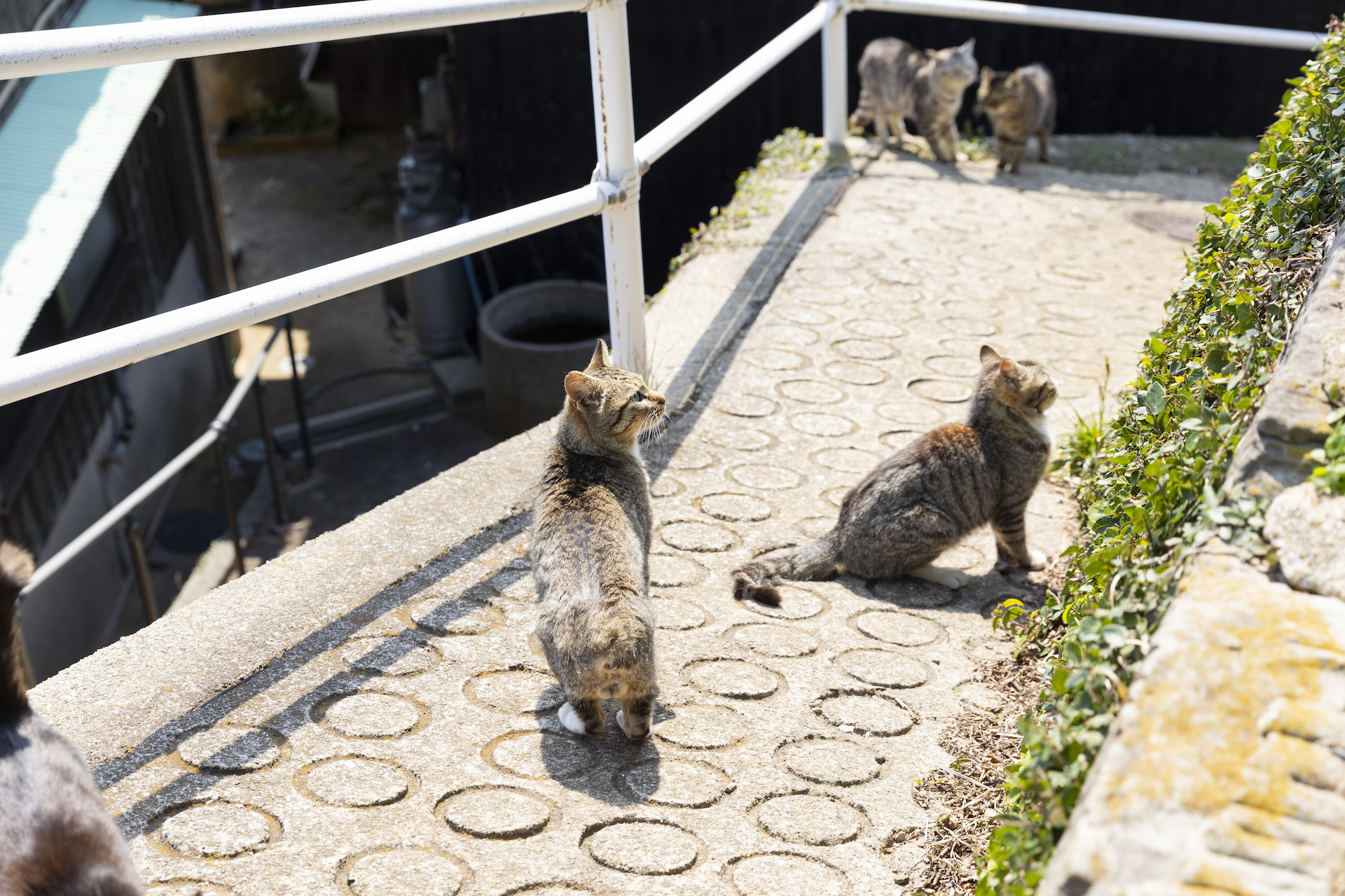 加唐島にいる猫たち