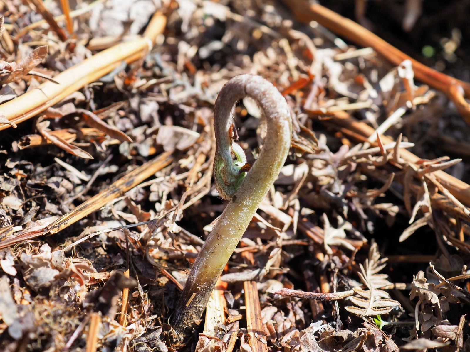 わらびの新芽