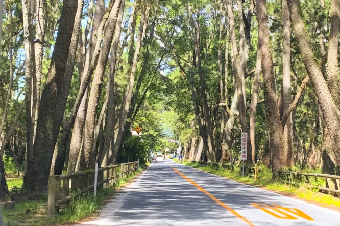 【玄海〜名護屋〜鏡】唐津で絶景サイクリング＆フレンチのランチコースを堪能