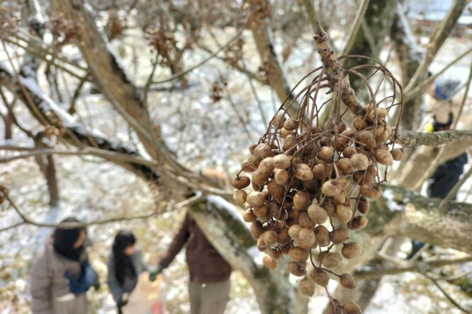 木蝋文化の復活に向けて🕯️「みやきの櫨（はぜ）文化展」が開催されました！