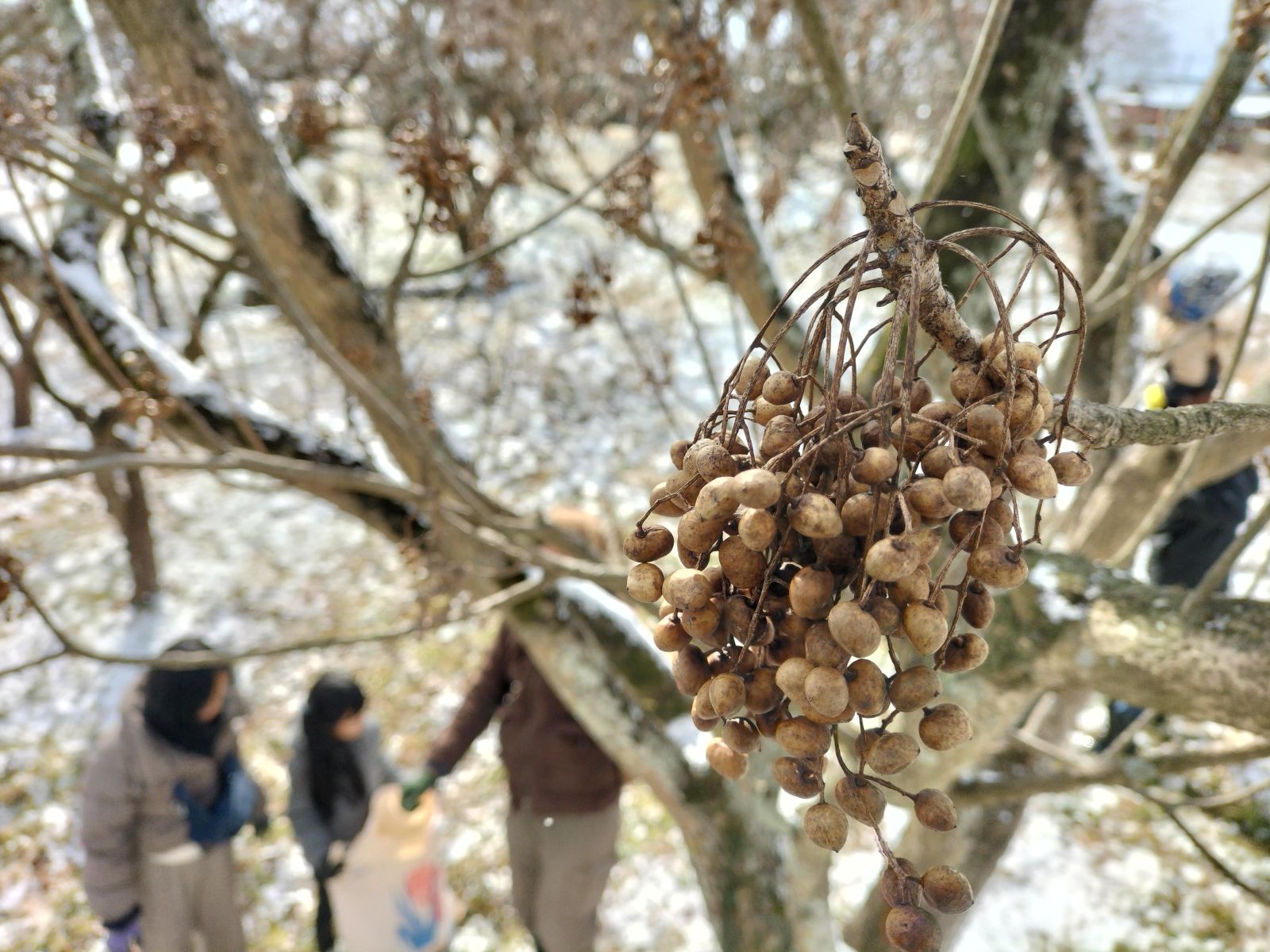 木蝋文化の復活に向けて🕯️「みやきの櫨（はぜ）文化展」が開催されました！