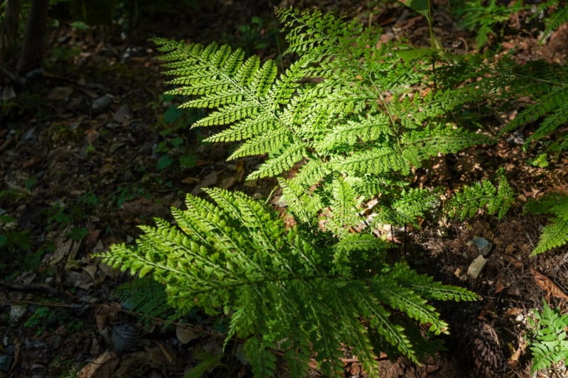山の植物