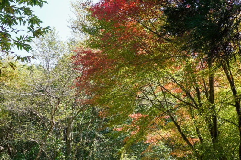 紅葉している木