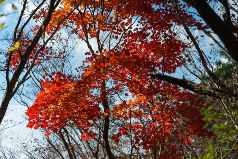 紅葉
