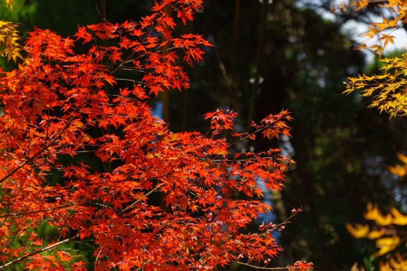紅葉