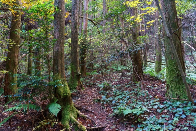 登山道